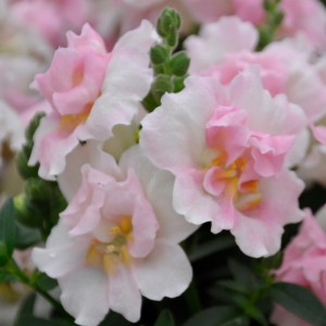 Antirrhinum majus double Twinny F1 Appleblossom (Львиный зев махровый)
